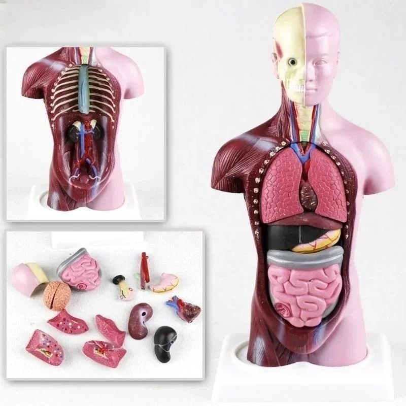 28cm modelo anatômico do corpo de torso humano, modelo de corpo anatômico do coração, esqueleto do cérebro, órgões internos para ensino de medicina, materiais de aprendizado - Image 4