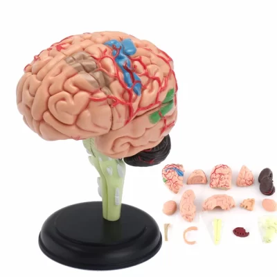 4d anatomia anatômica modelo de cérebro humano anatomia médica ferramenta de ensino brinquedo estátuas esculturas 7.2*6*10cm
