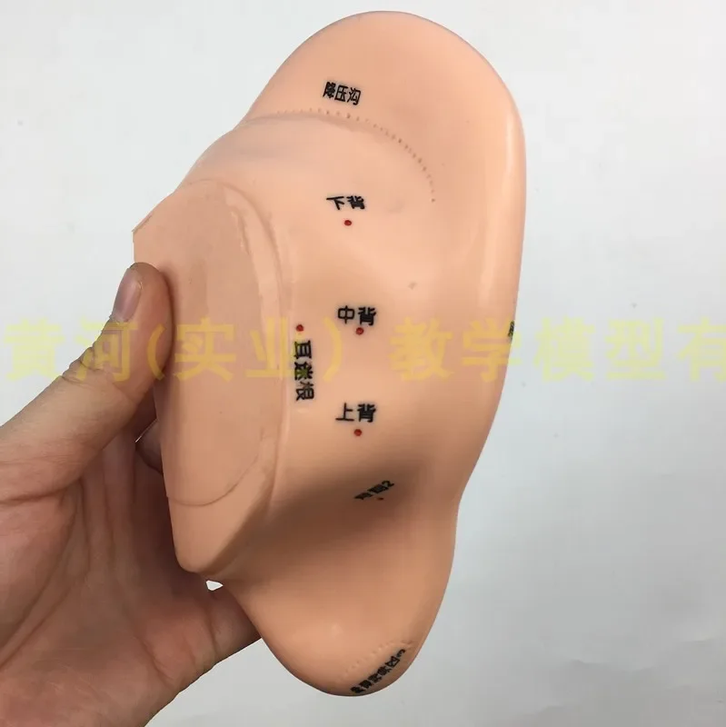 Modelo de ponto de acupuntura e moxabustão humana, modelo de ponto de acupuntura e moxabustão, molde de orelha de 16cm - Image 4