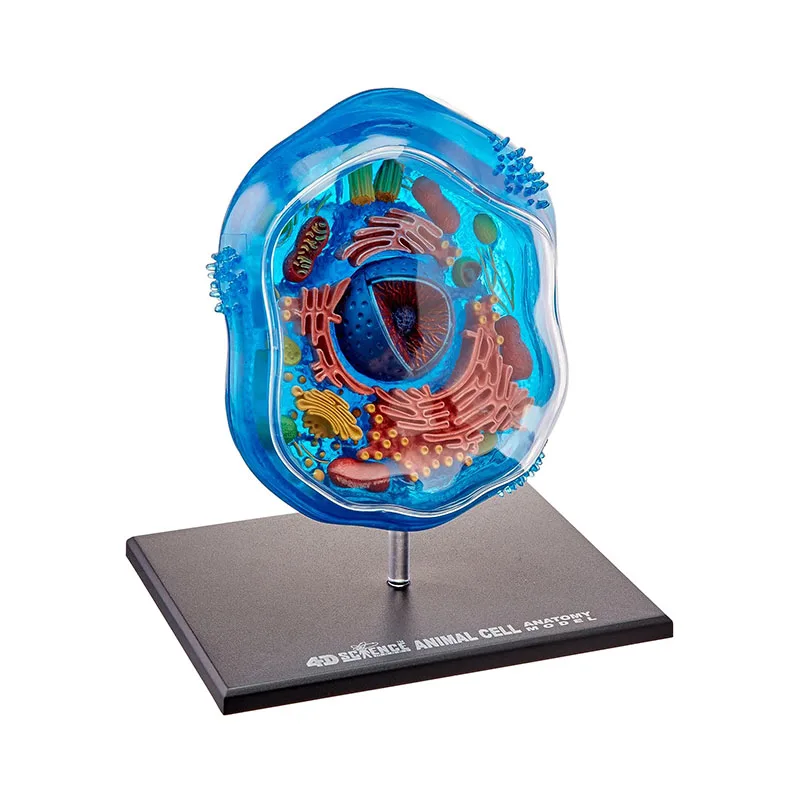 Brinquedo de inteligência de célula 4d de planta, montagem de órgão humano, modelo de anatomia, ensino de medicina, aparelhos de ciências populares diy - Image 5