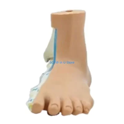 Modelo anatômico do pé G8TA, incluindo ossos, músculos, ligamentos, modelo ensino anatomia do pé humano com sinais