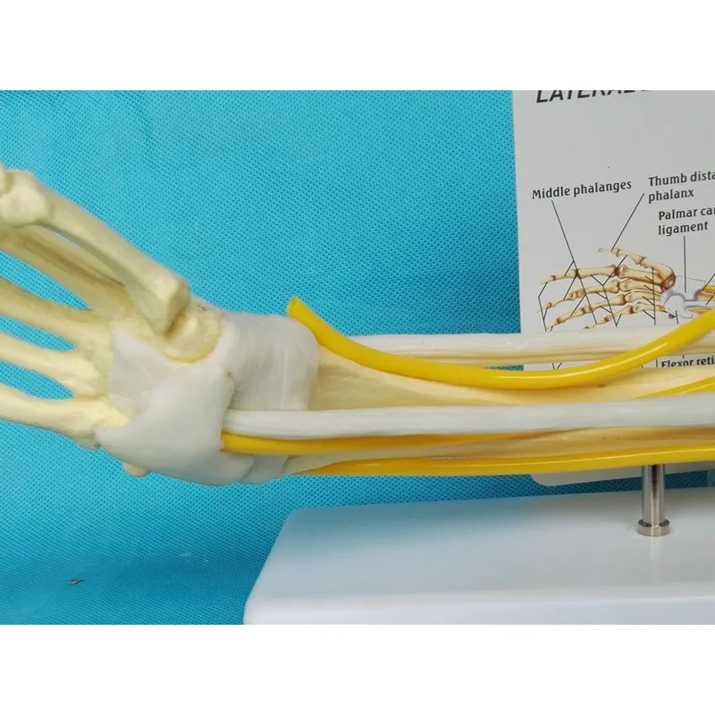 Anatomia 1:1 tamanho real cotovelo humano membro superior músculo braço articulação ligamento função modelo anatômico médico - Image 6