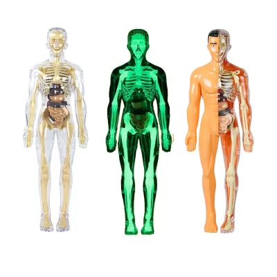 Brinquedos de educação infantil, montagem de órgão esqueleto, modelo de anatomia luminosa noctilucente do corpo humano para auxiliares de ensino médico