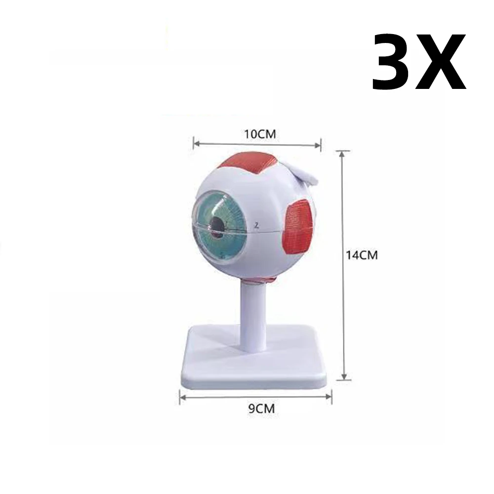 Modelo de anatomia do globo ocular para estudo de doenças oculares, modelo de anatomia ocular humana 6x 3x, modelo de anatomia ocular, órgãos humanos, adereço de ensino - Image 6