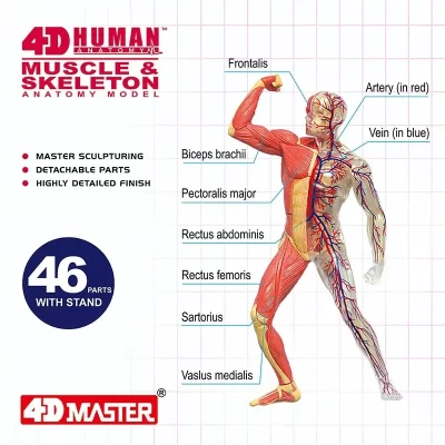 4D Anatomia Humana Padrão Músculo e Esqueleto Modelo de Ciência Médica PVC Quebra-cabeça Removível Montagem Brinquedo Educacional para Crianças