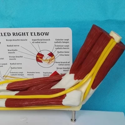 Anatomia 1:1 cotovelo direito humano adulto braço membro superior músculo mão osso anatômico ciências médicas material de ensino escolar esqueleto