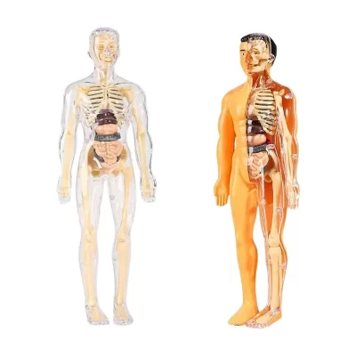 Modelo esquelético de ensino, 30 peças, kit de modelo de anatomia humana, esqueleto removível e kit médico completo de torso com órgãos removíveis