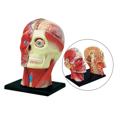 Cabeça humana montada 4d, modelo anatômico de ensino de ciências médicas, esqueleto, material de ensino, brinquedo educacional