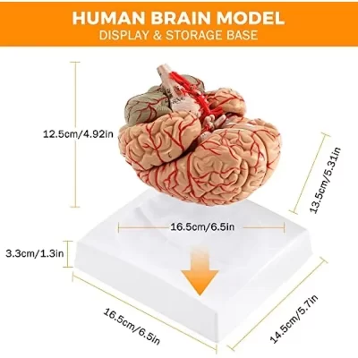 1: 1 órgão cerebral anatômico humano em tamanho real, enfermeira médica, modelo de anatomia cirúrgica