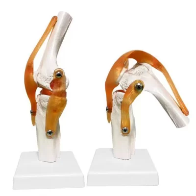 Lifesize Adulto Joelho Humano Joelho Modelo Anatomia, Ciências Médicas Recursos de Ensino, Estudante Anatomia, Humana, Cassroom Suprimentos, 1:1
