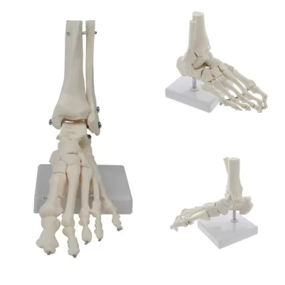 1:1 grande esqueleto humano médico ossos do pé anatomia modelo pé e tornozelo com haste osso modelo anatômico greys anatomia atacado