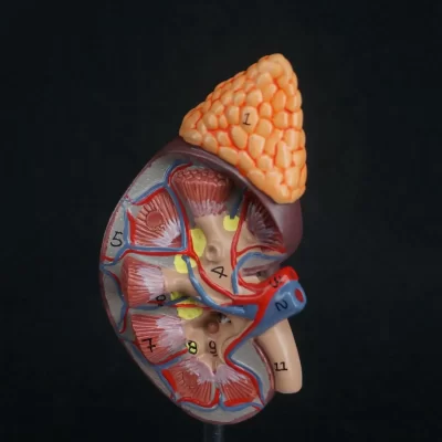 Reno humano em PVC com glândula adrenal modelo médico anatômico urologia anatomia tamanho natural