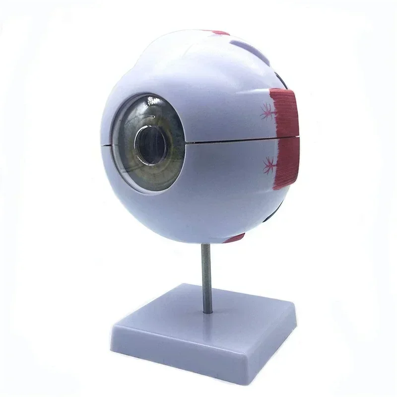 Modelo de globo ocular humano modo de ampliação ocular l anatomia ocular mod el professor da escola guias modelos de ensino de globo ocular humano medicina - Image 4