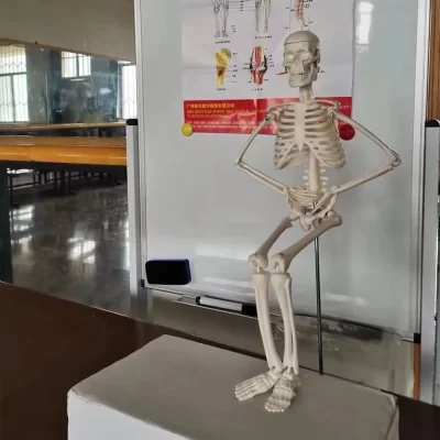 1 pçs anatomia anatômica esqueleto humano modelo médico aprender ajuda anatomia modelo esquelético atacado varejo 45cm 20cm opcional diy