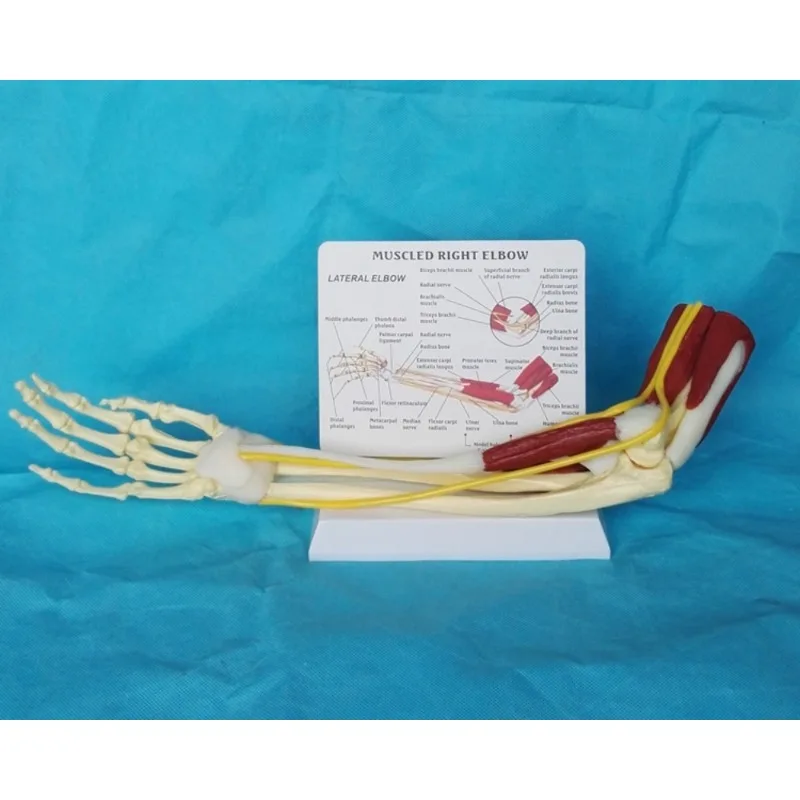 Anatomia 1:1 tamanho real cotovelo humano membro superior músculo braço articulação ligamento função modelo anatômico médico