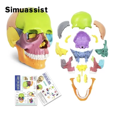 15 PÇS/SET 4D Desmontado Cor Mini Crânio Anatomia Modelo Anatomia Humana Crânio Quebra-cabeça Ferramenta de Ensino Médico