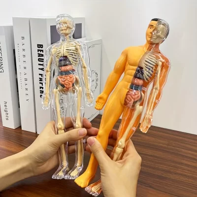Conjunto de modelo de anatomia humana 30 peças, kit de aprendizagem de haste com esqueleto e órgãos removíveis, ferramenta de ensino médico para sala de aula de ciências