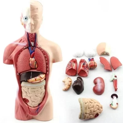 28cm modelo anatômico do corpo de torso humano, modelo de corpo anatômico do coração, esqueleto do cérebro, órgões internos para ensino de medicina, materiais de aprendizado