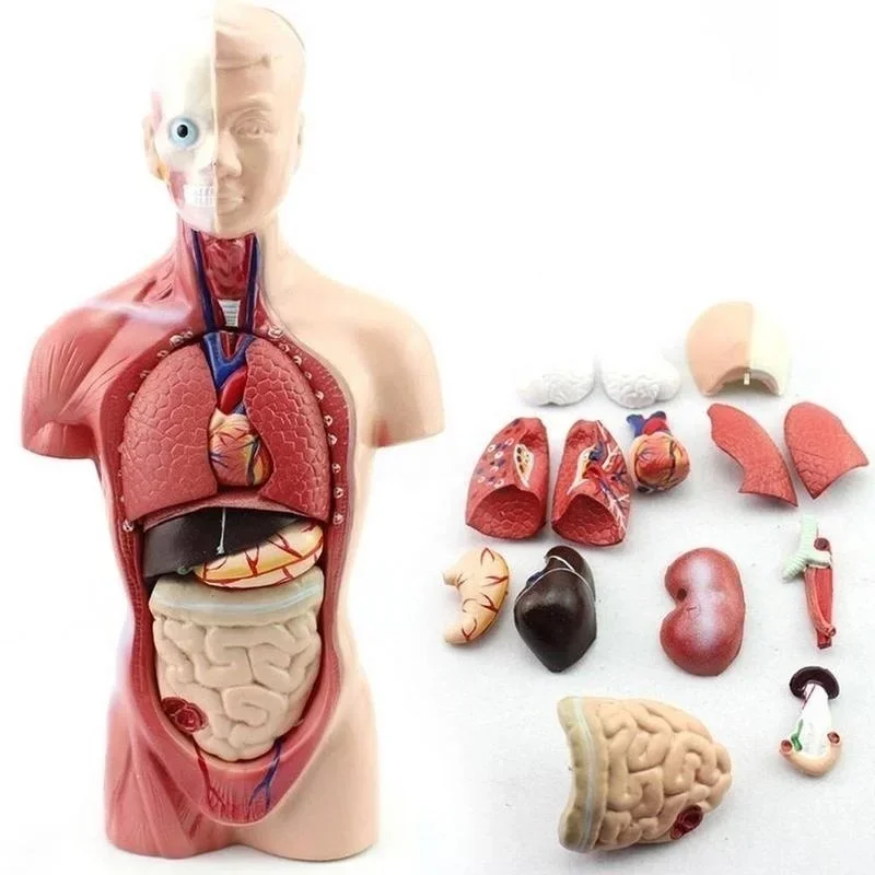 28cm modelo anatômico do corpo de torso humano, modelo de corpo anatômico do coração, esqueleto do cérebro, órgões internos para ensino de medicina, materiais de aprendizado