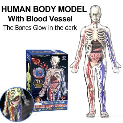 Modelo de anatomia do corpo humano 4d com vaso sanguíneo crianças plástico diy esqueleto brinquedo ciência humano vascular maniki para educação de haste
