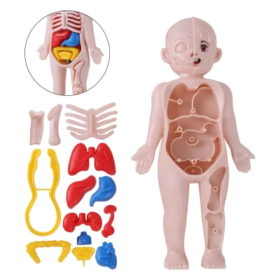 3D Conjunto de ferramentas de ensino do corpo humano, modelo de órgão humano, DIY montado médico, brinquedo de educação científica precoce para crianças, 14pcs