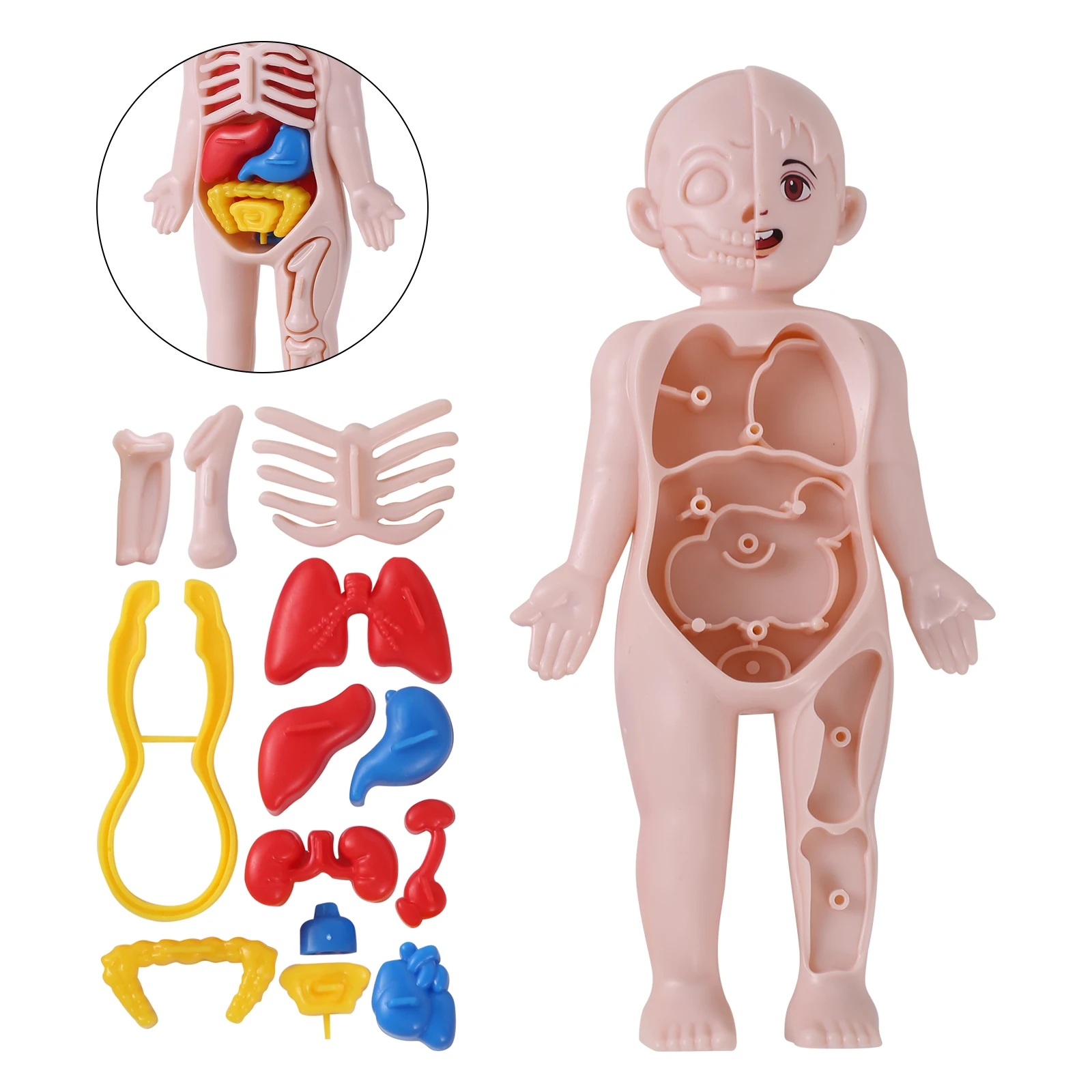 3D Conjunto de ferramentas de ensino do corpo humano, modelo de órgão humano, DIY montado médico, brinquedo de educação científica precoce para crianças, 14pcs