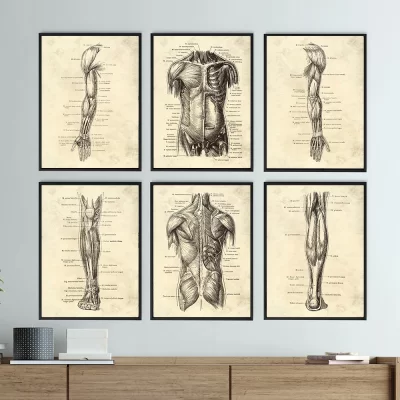 Anatomia do corpo humano do vintage obras de arte médico parede imagens esqueleto órgão muscular pintura da lona cartazes impressões clínica decoração do quarto