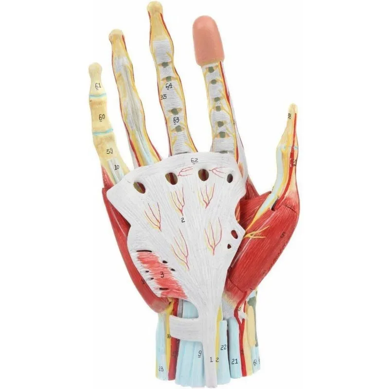 Modelo médico anatômico de esqueleto de mão humana com ligamentos, músculos, nervos, artérias, anatomia, 7 partes, tamanho real, enfermeira, estudante - Image 2