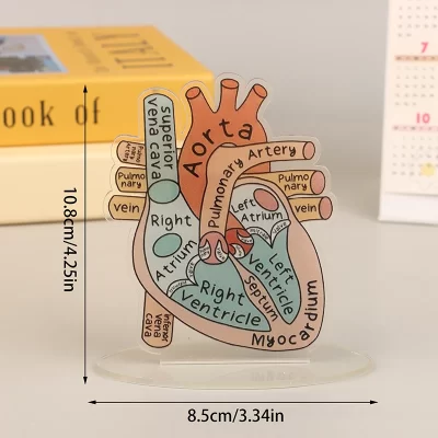 1/3/5 pçs 2d placa de anatomia do coração humano modelo acrílico ferramenta de ensino educacional e decorativa para sala de aula clínica escritório médico