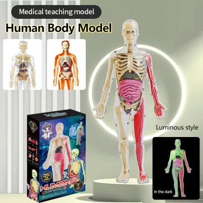 Diy montagem de anatomia do modelo de esqueleto de órgão humano noctilucente para ensino de biologia da primeira infância estudantes primários e secundários