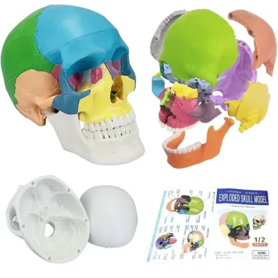 Modelo anatômico de caveira, tamanho pequeno, medicina, anatomia, cabeça de esqueleto, material de ensino, modelo de demonstração, ferramentas para dentista