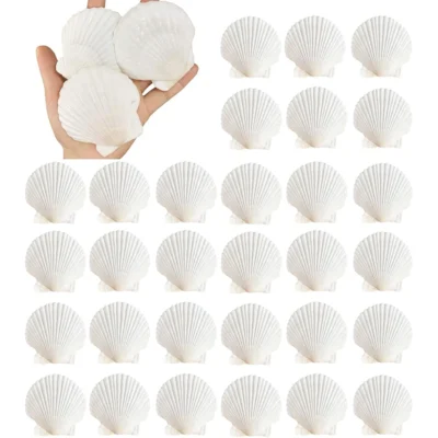 Conchas de vieira naturais 2.3 ''-3'', conchas do mar branco para fazer artesanato diy, pintura à mão, festa temática de oceano e decoração de casa